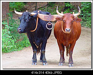 Click image for larger version

Name:	oxen.jpg
Views:	15
Size:	39.8 KB
ID:	3194